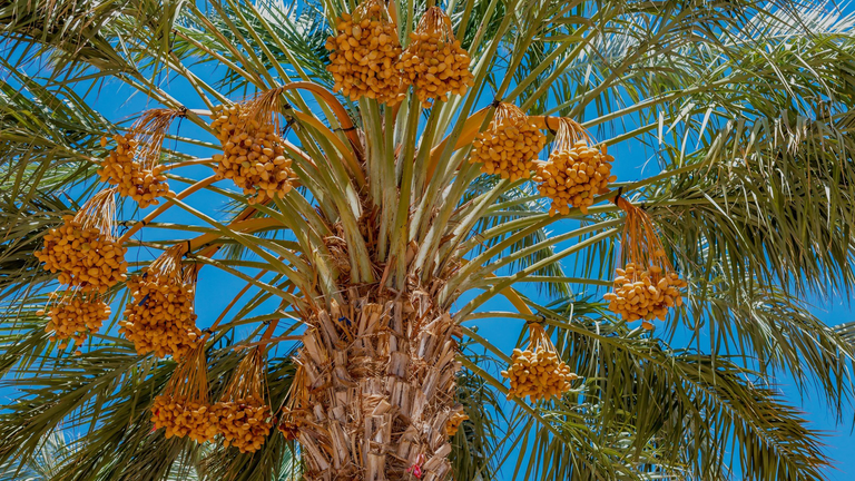 palmboom met dadels