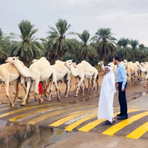 Wachten op kamelen op het zebrapad